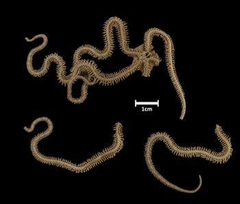 Media type: image;   Invertebrate Zoology OPH-1592 Description: Bottom of brittle star with mouth visible.;  Aspect: ventral